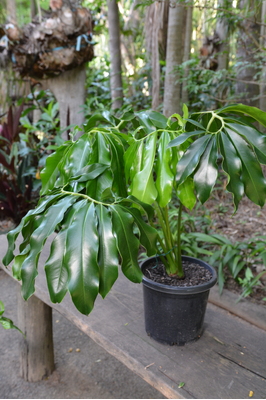 Thaumatophyllum spruceanum - 300mm pot