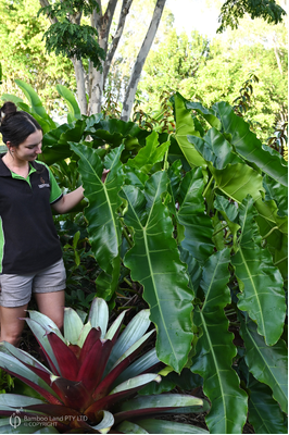 Thaumatophyllum stenolobum