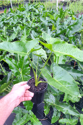 Thaumatophyllum stenolobum - 125mm pot