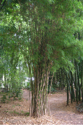 Thyrsostachys siamensis - Clone I (Monastery Bamboo)