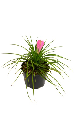 Tillandsia cyanea (Pink Quill) - 125mm pot