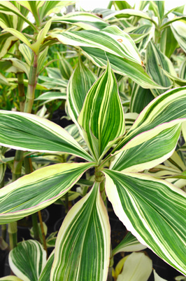 Tradescantia zanonia (Mexican Flag)
