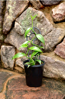 Vanilla planifolia (Vanilla Vine) - 125mm pot