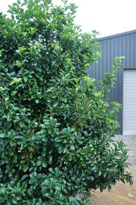 Image of Viburnum Emerald Lustre shrub in a pot