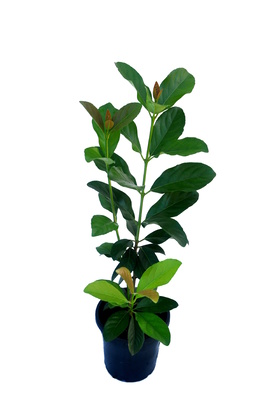 Viburnum odoratissimum 'Emerald Lustre' - 180mm pot
