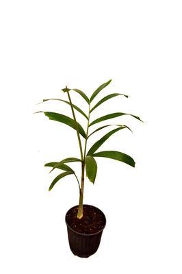 Wodyetia bifurcata (Foxtail Palm) - 125mm pot