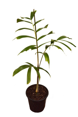Wodyetia bifurcata (Foxtail Palm) - 200mm pot