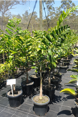 Wodyetia bifurcata (Foxtail Palm) - 300mm pot