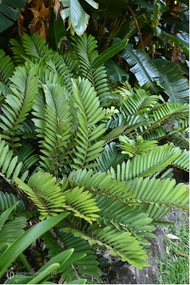 Zamia furfuracea (Cardboard Cycad)