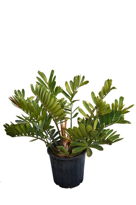 Zamia furfuracea (Cardboard Cycad) - 200mm pot
