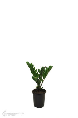 Zamioculcas zamiifolia (Zanzibar Gem) - 125mm pot