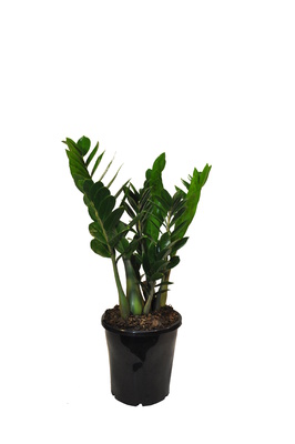 Zamioculcas zamiifolia (Zanzibar Gem) - 180mm pot