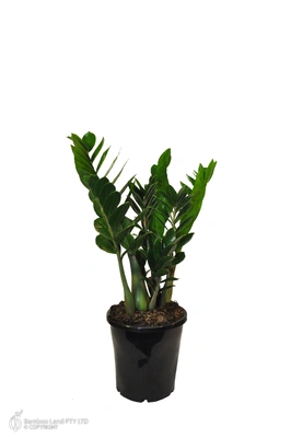Zamioculcas zamiifolia (Zanzibar Gem) - 180mm pot