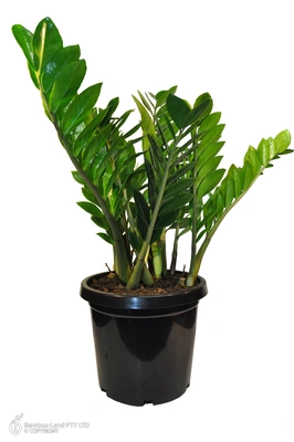Zamioculcas zamiifolia (Zanzibar Gem) - 300mm pot