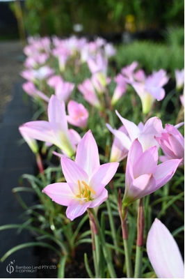 Zephyranthes robusta (Pink Rain Lily)