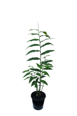 Zingiber olivaceum 'Apricot' - 180mm pot