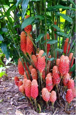 Zingiber olivaceum 'Champagne Beehive'