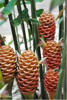 Zingiber olivaceum 'Dwarf Apricot'