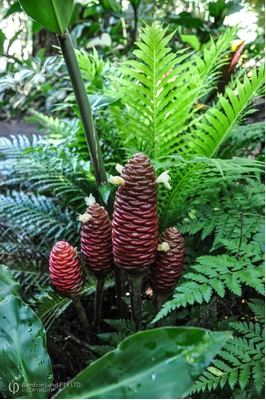 Zingiber ottensii 'Cocoa Delight'