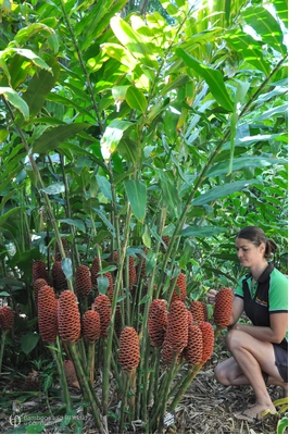 Zingiber spectabile 'Giant Chocolate Beehive'