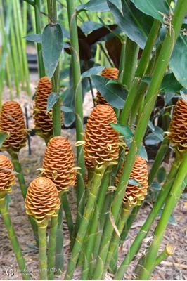 Zingiber spectabile 'Giant Amber'