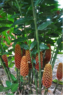 Zingiber spectabile 'Giant Orange Beehive'