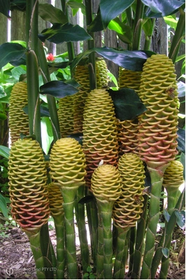Zingiber spectabile 'Golden Beehive'