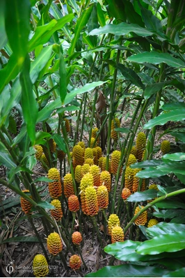Zingiber spectabile 'Malaysian Yellow Beehive'