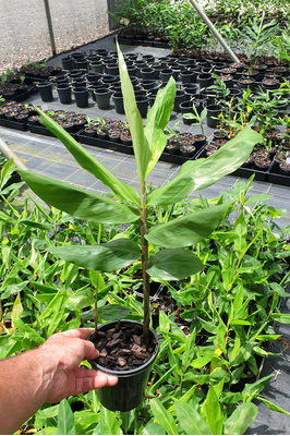 Zingiber zerumbet (Shampoo Ginger) - 125mm pot