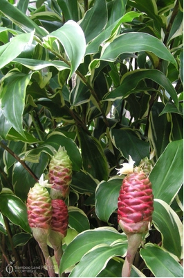 Zingiber zerumbet (Variegated Shampoo Ginger)