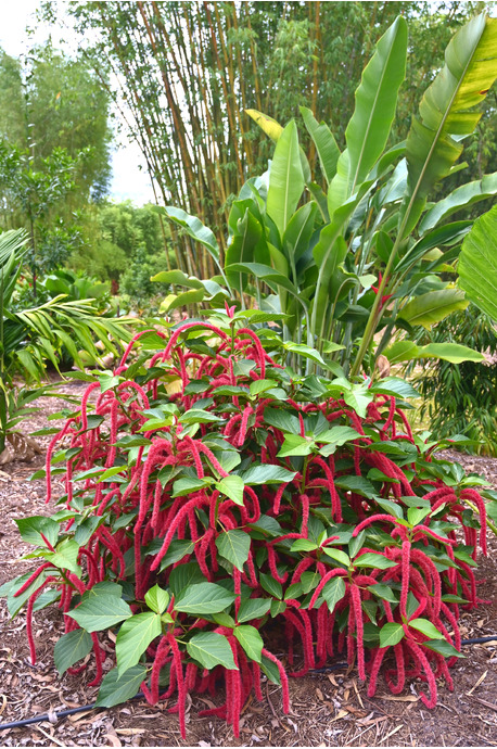 Acalypha hispida (Red Hot Cat's Tail) - 300mm pot