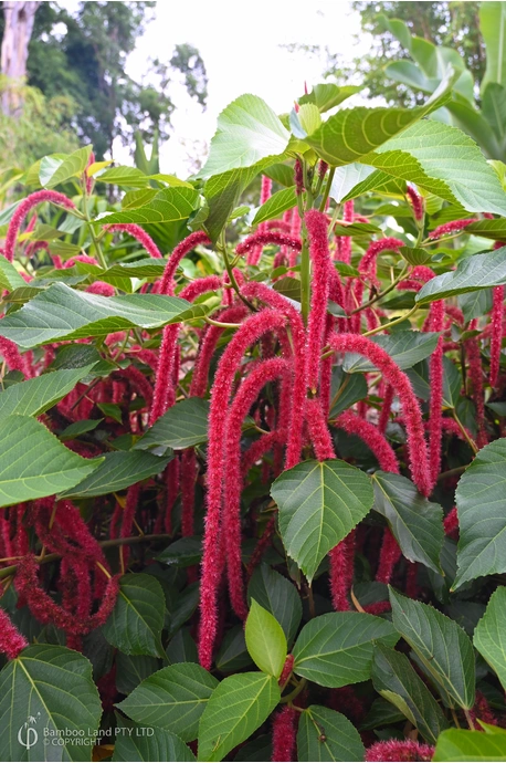 Acalypha hispida (Red Hot Cat's Tail)