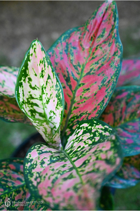 Aglaonema 'Dang Mongkol' - 180mm squat pot