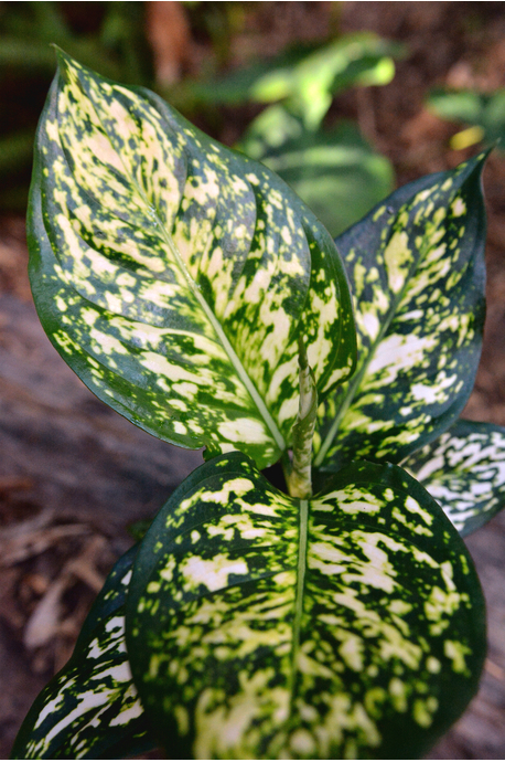Aglaonema 'Eileen' - 180mm squat pot 