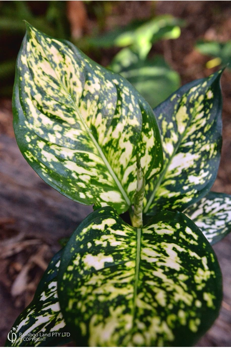 Aglaonema 'Eileen' - 180mm squat pot 
