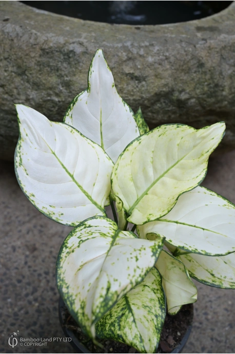 Aglaonema 'Super White' - 125mm pot