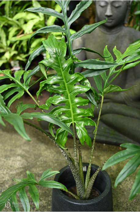 Alocasia brancifolia 'Serpent's Tail' - 300mm pot