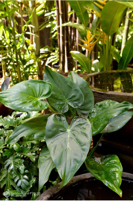 Alocasia cucullata