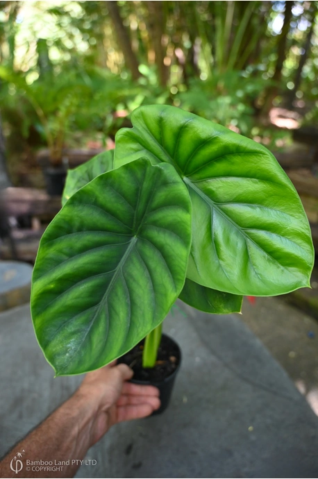 Alocasia 'Green Shield' - 125mm pot