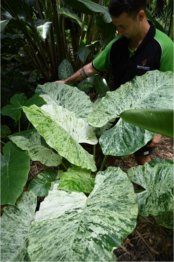 Alocasia macrorrhizos 'Splash' - 125mm pot