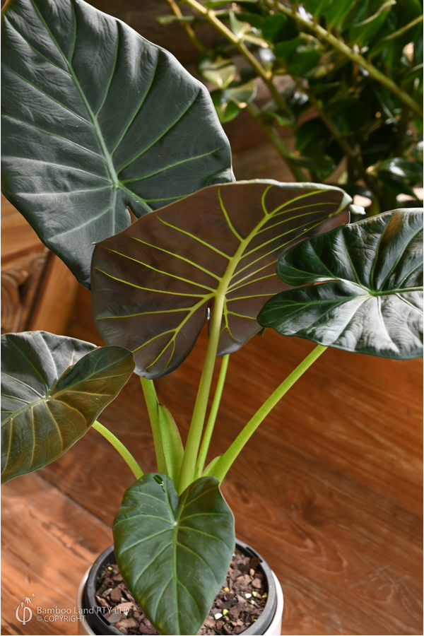 Alocasia 'Regal Shield'