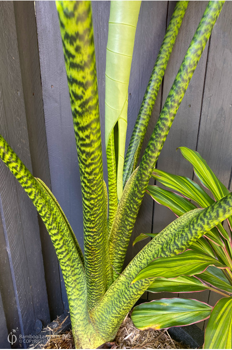Alocasia zebrina - 125mm pot