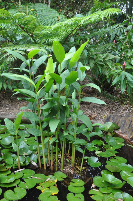 Alpinia aquatica