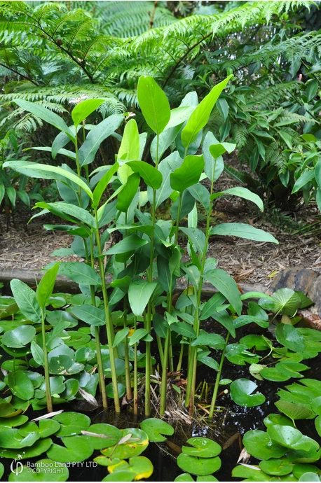 Alpinia aquatica