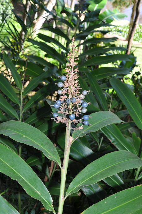 Alpinia caerulea - 180mm pot