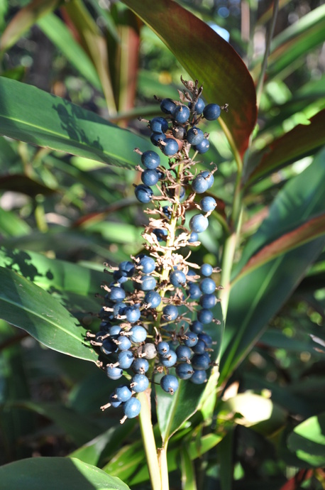 Alpinia caerulea 'Atherton Ginger'