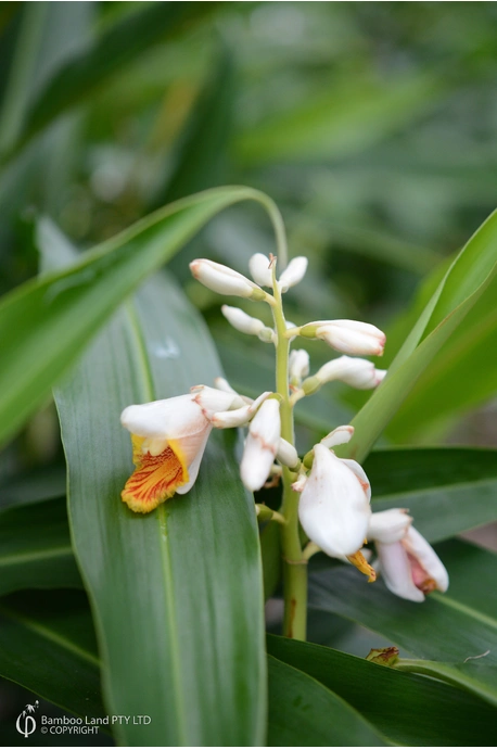 Alpinia sp. 'Fiji'