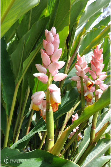 Alpinia 'Giant Pink' - 180mm pot