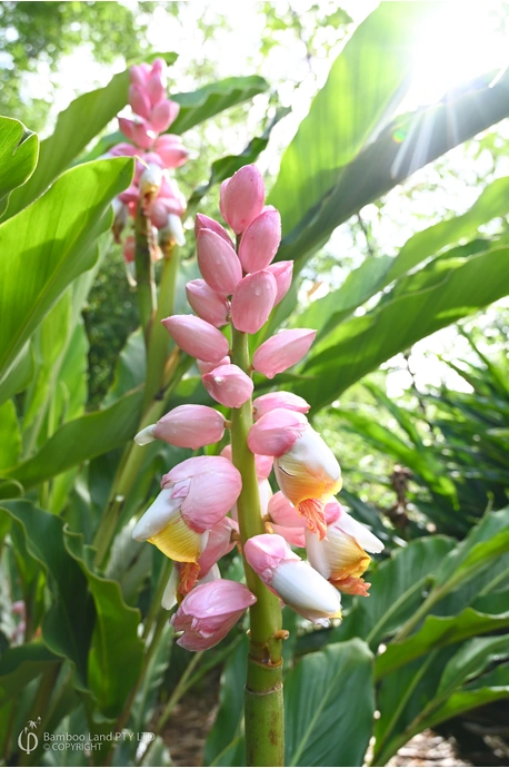 Alpinia 'Giant Pink'