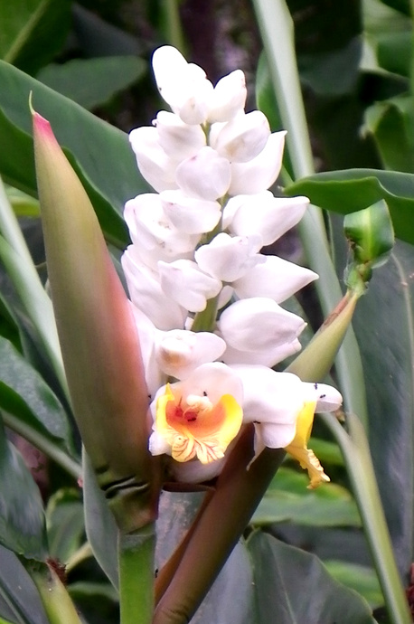 Alpinia malaccensis